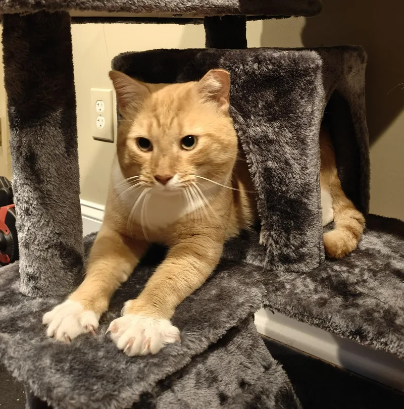 An adult medium-sized male Tabby (Orange / Red) Tabby cat named Sweet PotatoFIV Positively Wonderful for adoption in Laurel, MD