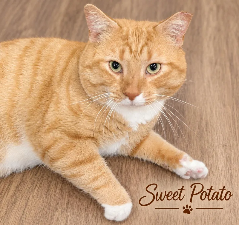 Sweet PotatoFIV Positively Wonderful thumbnail 3