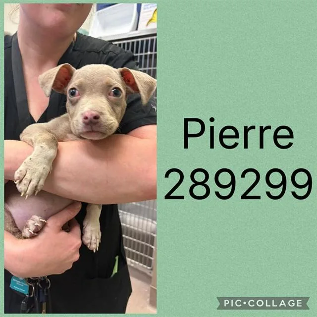 A baby small-sized male Mixed Breed dog named Pierre for adoption in Macon, GA