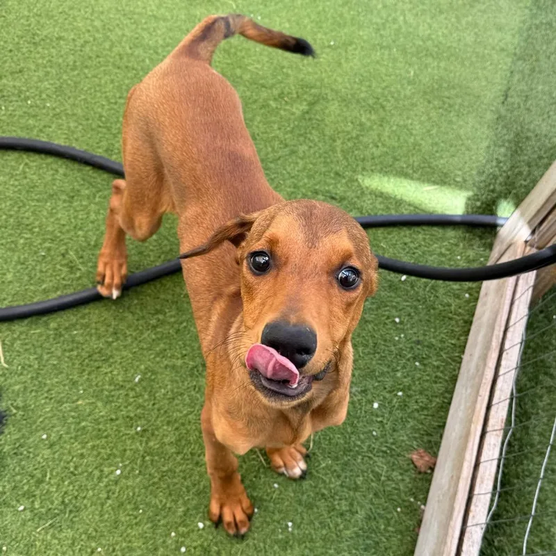 A young medium-sized male Brown / Chocolate Mixed Breed dog named Mega Mind for adoption in LOXAHATCHEE, FL