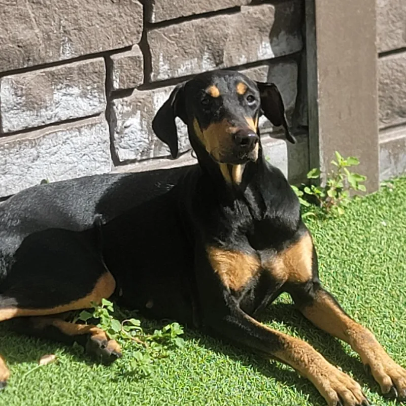 A young medium-sized female Black Doberman Pinscher dog named Dutchess for adoption in Loxahatchee, FL