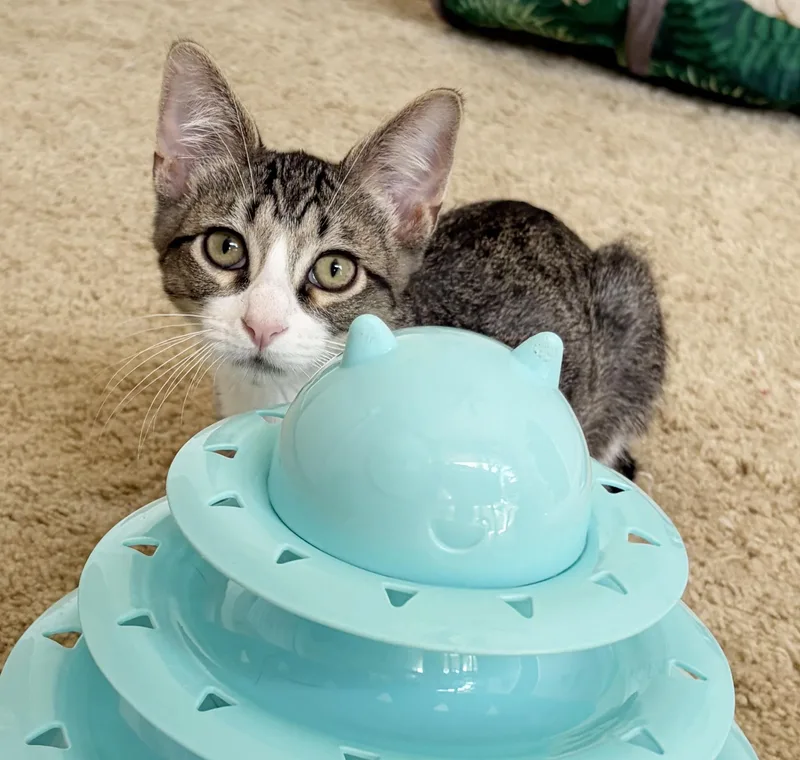 A baby medium-sized male Tabby (Brown / Chocolate) Tabby cat named Thumper for adoption in Parkville, MO