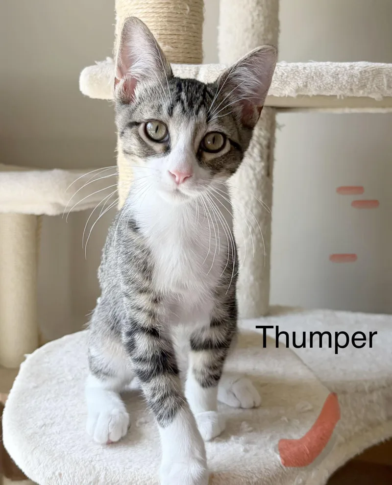 Thumper thumbnail 4