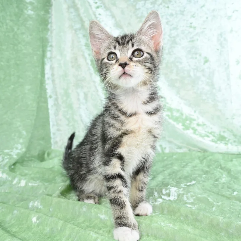 A baby small-sized male Black Domestic Short Hair cat named Dexter for adoption in Mobile, AL