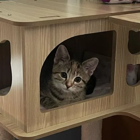 A baby small-sized female Torbie Domestic Short Hair cat named Sweet Pea for adoption in Hudsonville, MI