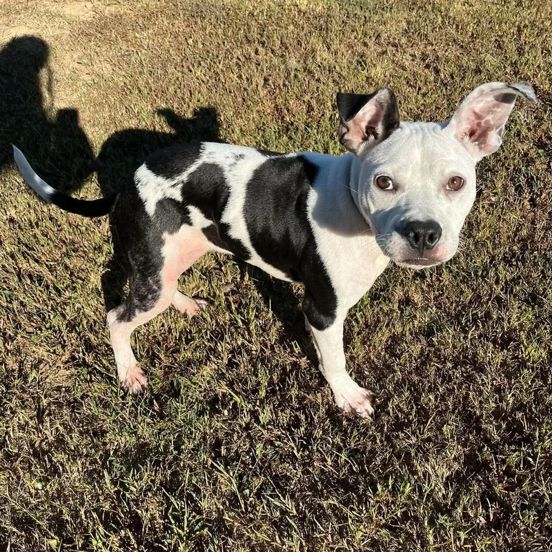 A young medium-sized female Black Mixed Breed dog named Charlie for adoption in Atoka, TN