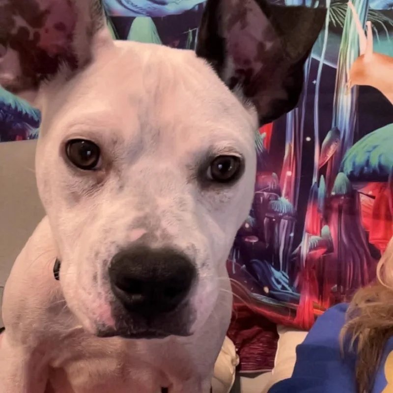 Charlie thumbnail 2