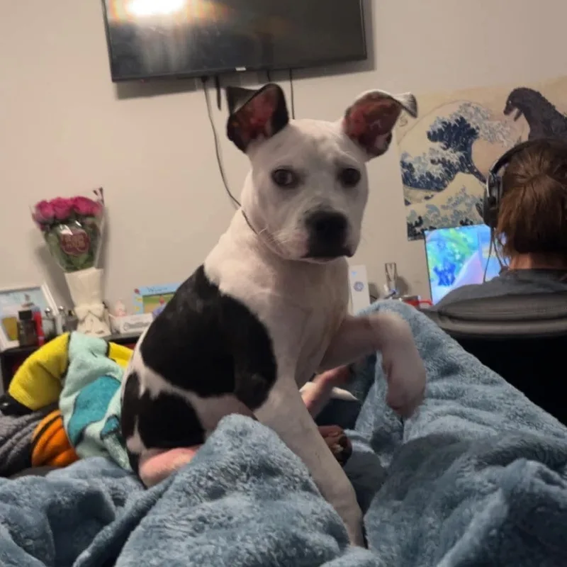 Charlie thumbnail 6