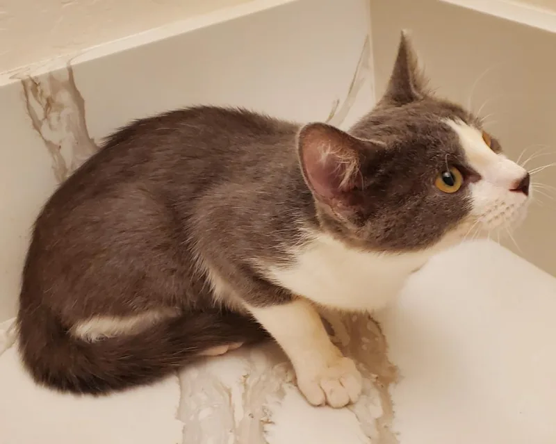 Willow Adair thumbnail 3