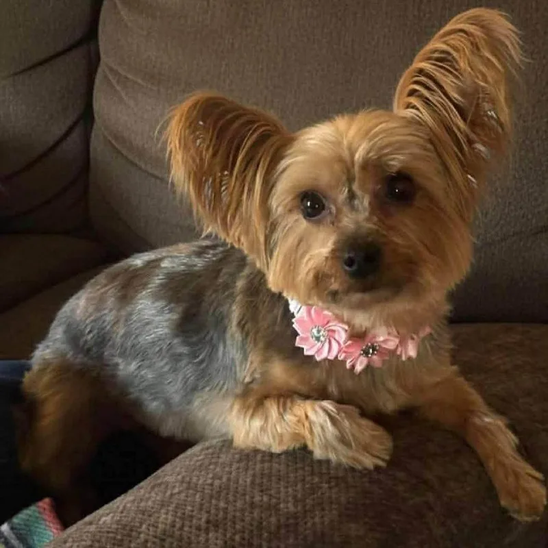 Gidget