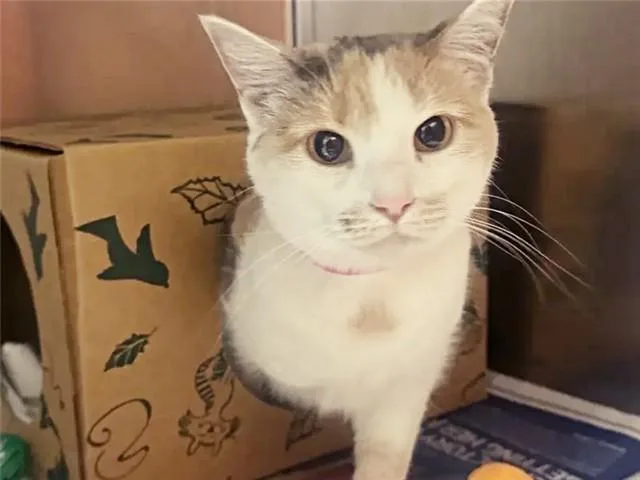 An adult small-sized female Domestic Short Hair cat named Lavy for adoption in Saint Louis, MO
