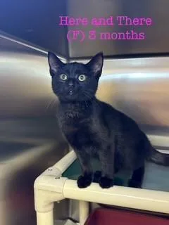 A baby medium-sized female Black Domestic Short Hair cat named Here and There for adoption in Parsippany, NJ