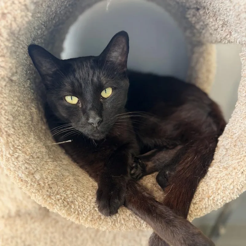 An adult medium-sized male Black Domestic Short Hair cat named Panther for adoption in Hamburg, NY