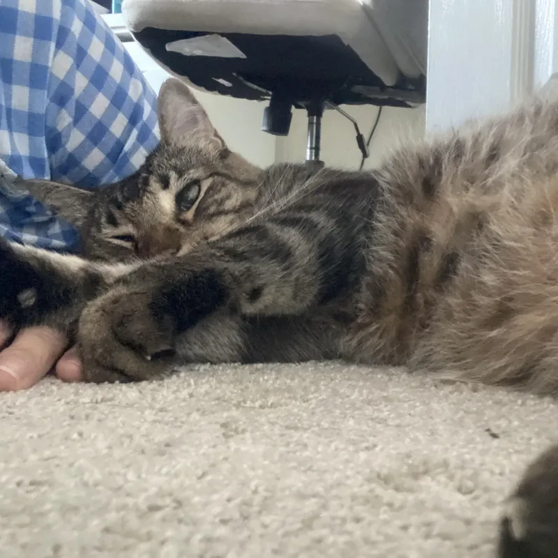 Calvin thumbnail 3