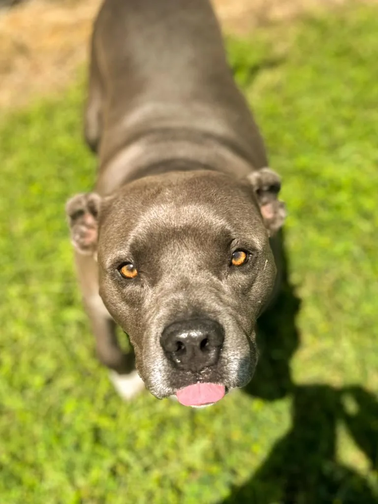 An adult large-sized female Pit Bull Terrier dog named Diamond for adoption in Springfield, TN