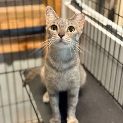 An adult small-sized female Domestic Short Hair cat named Maybe for adoption in Springfield, MO