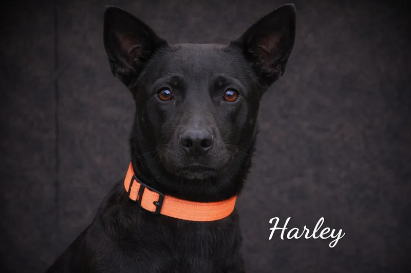An adult medium-sized female Black Labrador Retriever dog named Harley for adoption in Livingston, TX