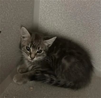 A baby small-sized male Domestic Medium Hair cat named Prosciutto for adoption in San Luis Obispo, CA