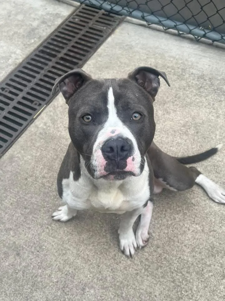 An adult medium-sized male Gray / Blue / Silver Pit Bull Terrier dog named Brindamoor for adoption in Chicago, IL