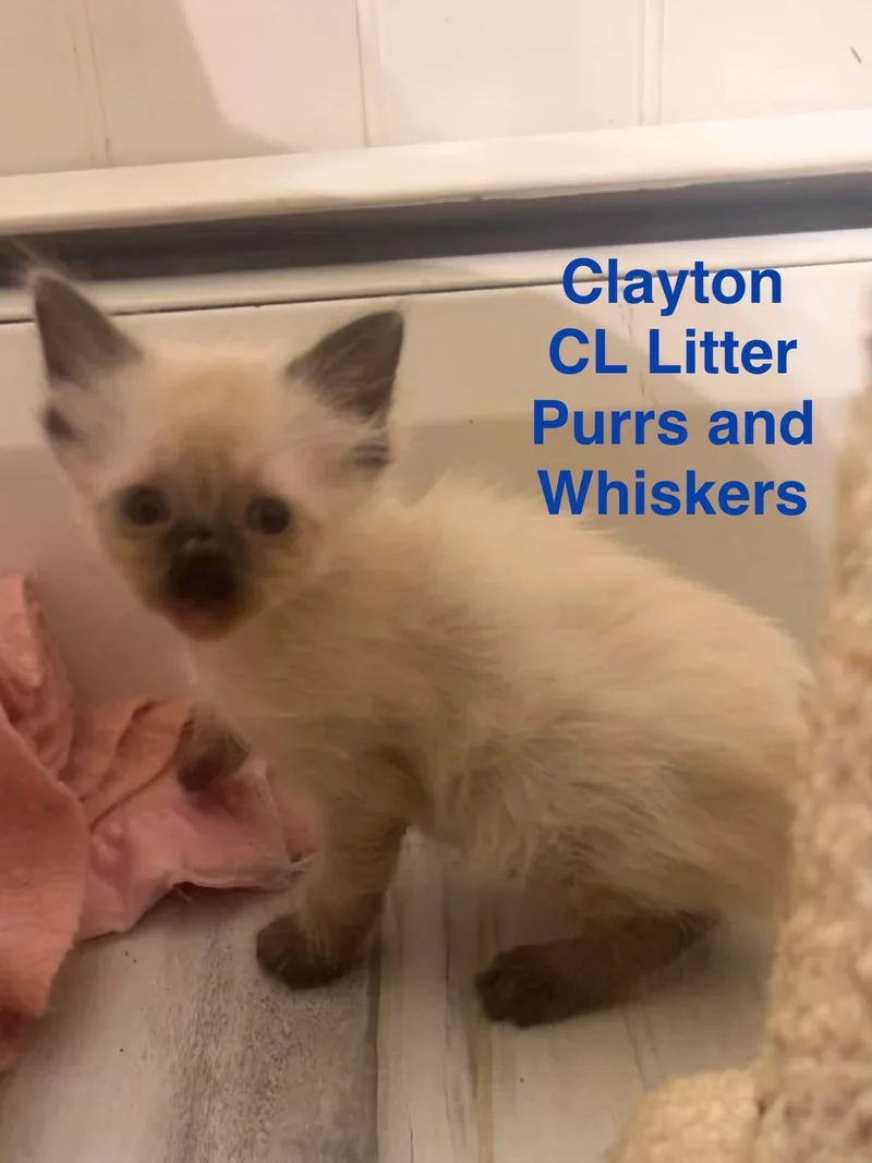 Clayton