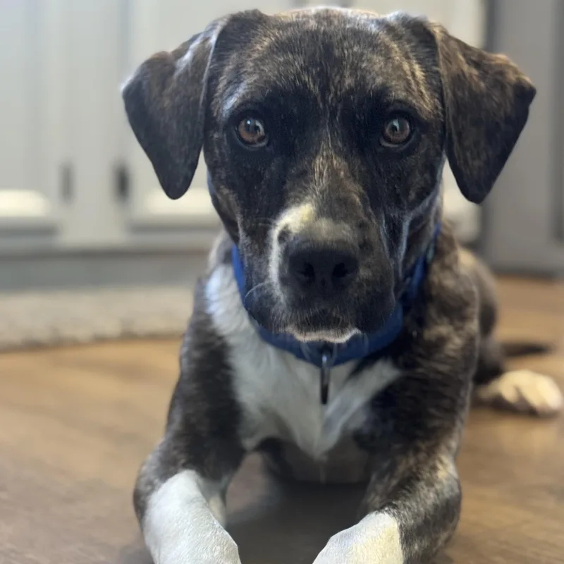 A young medium-sized male Brindle Hound dog named Bane for adoption in South Plainfield, NJ