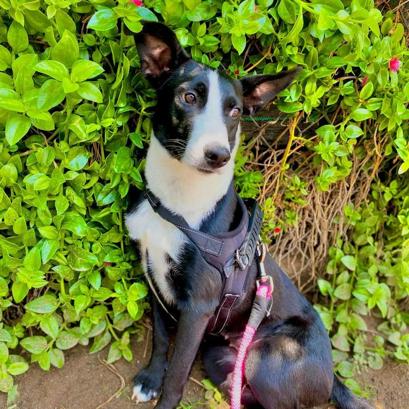 Estrella thumbnail 2