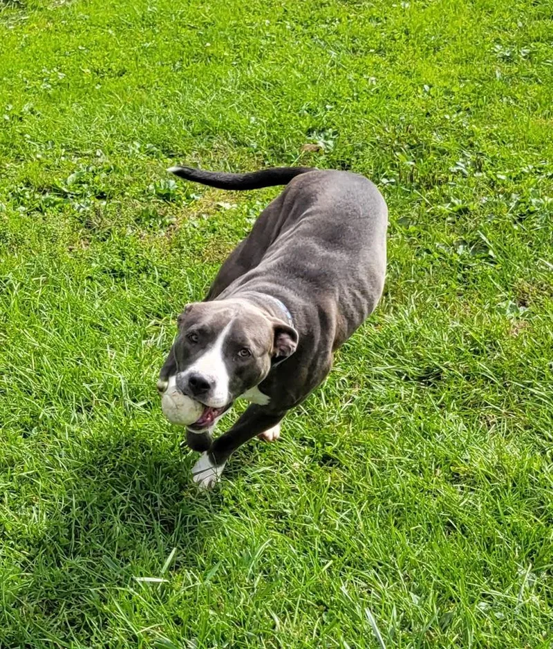 A young large-sized female Gray / Blue / Silver Pit Bull Terrier dog named Darcy for adoption in Lisbon, OH