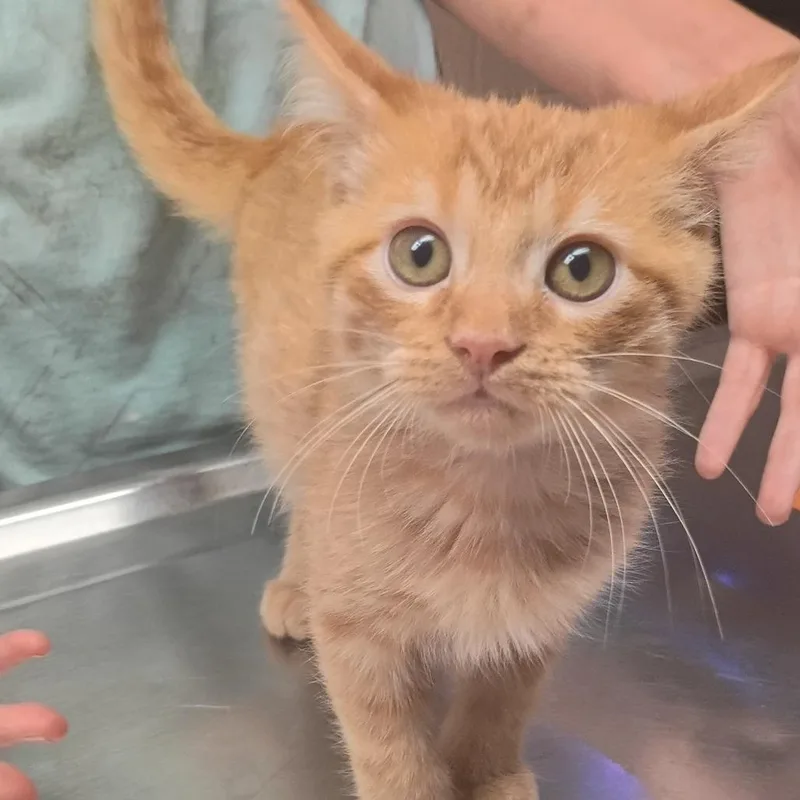A baby small-sized male Orange / Red Domestic Short Hair cat named Nectarine for adoption in Newport, NC