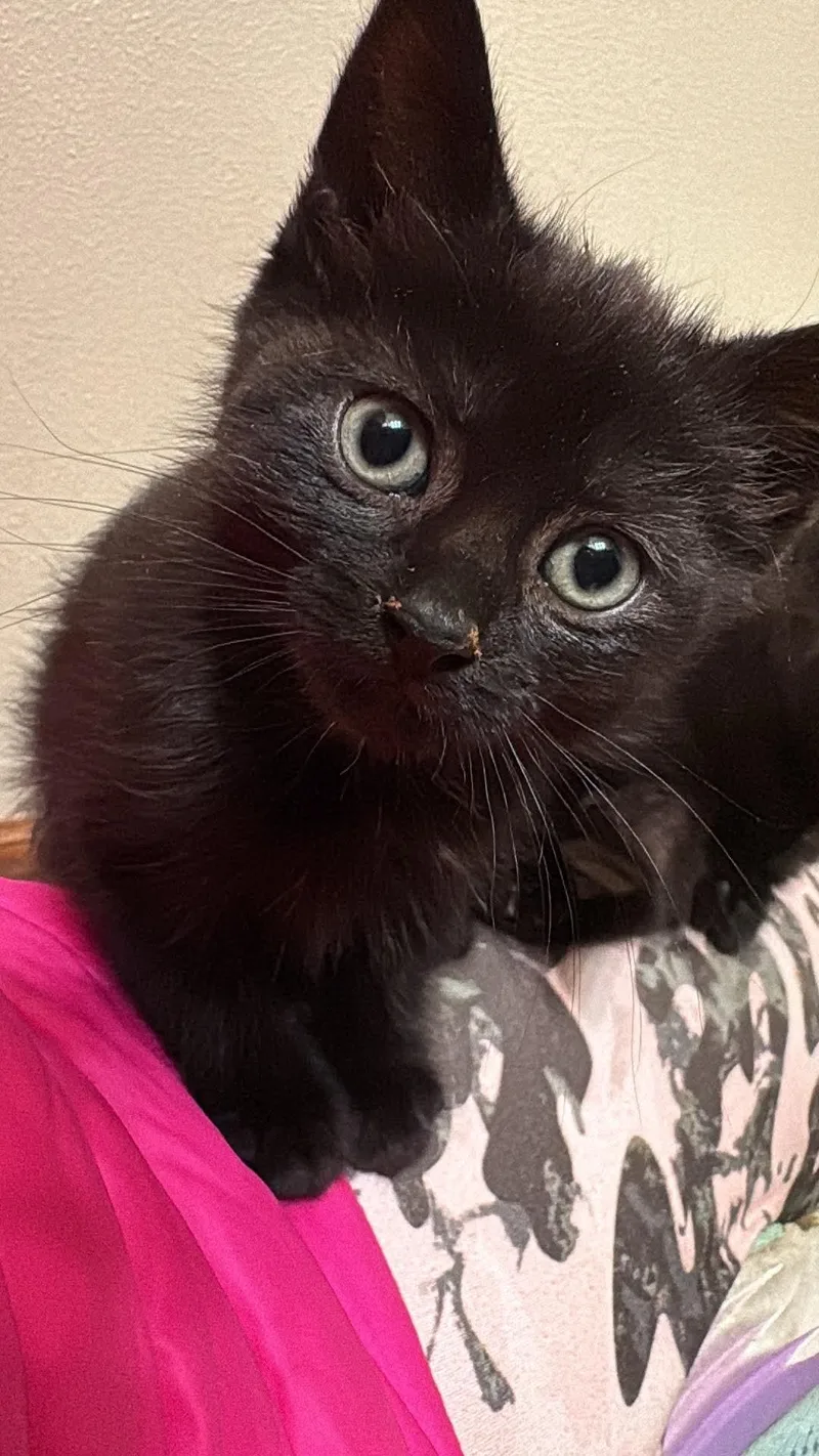 A baby medium-sized female Black Domestic Short Hair cat named Berry for adoption in Muskego, WI