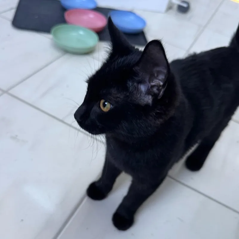 A baby small-sized female Domestic Short Hair cat named Belladonna for adoption in State College, PA