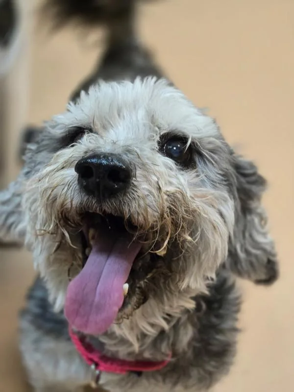 A senior small-sized male Schnauzer dog named Phyllip for adoption in Kennewick, WA