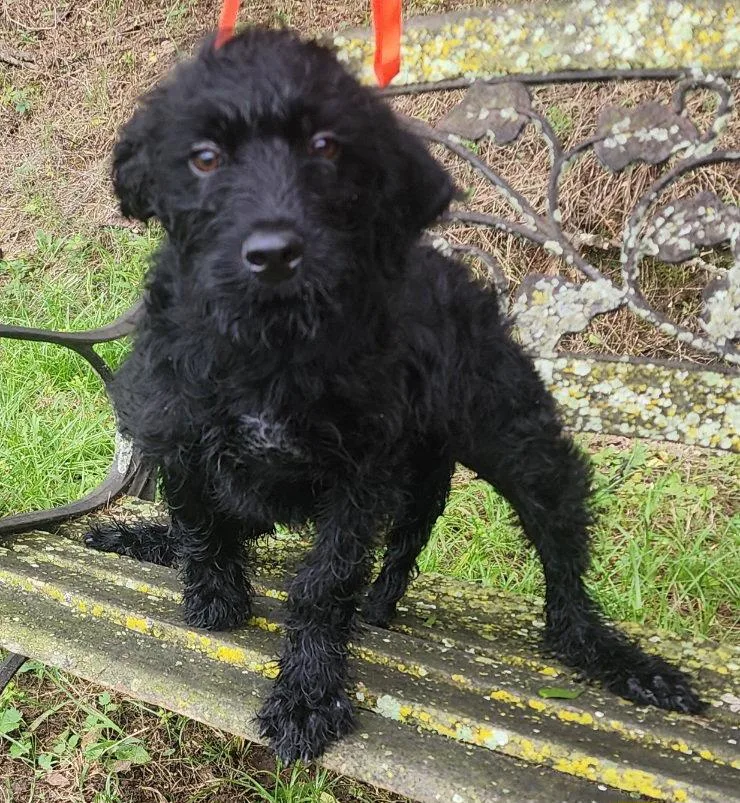 A young large-sized female Poodle dog named Teeny for adoption in Wetumpka, AL