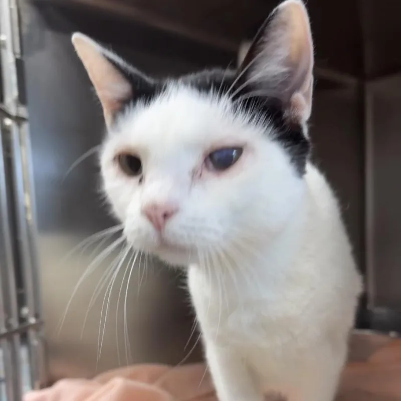 A young large-sized male White Domestic Short Hair cat named Quincy for adoption in Henderson, KY