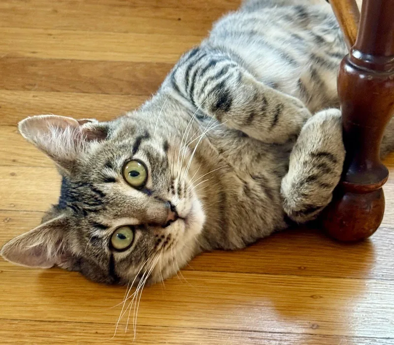A baby medium-sized male Tabby cat named Momo for adoption in Alameda, CA