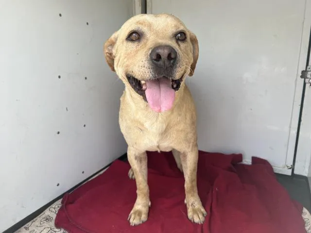 A young medium-sized male Labrador Retriever dog named Jax for adoption in San Luis Obispo, CA