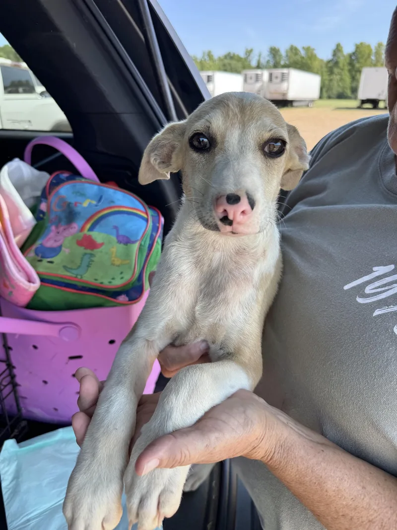 A baby medium-sized female Catahoula Leopard Dog dog named Lucy for adoption in Manchester, CT