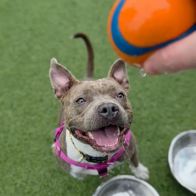 An adult medium-sized female Pit Bull Terrier dog named Daisy for adoption in Indianapolis, IN