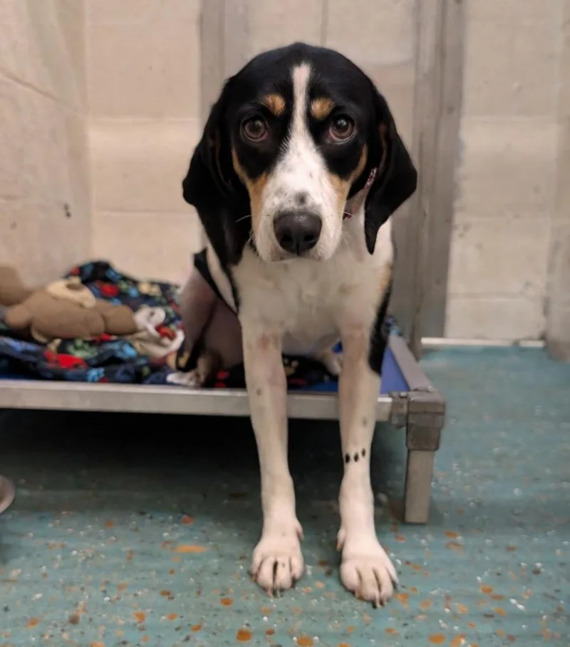 A young medium-sized female Beagle dog named Roxie for adoption in Seven Points, TX