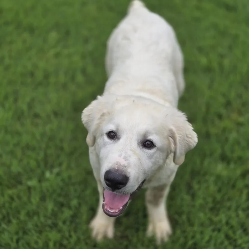 A young large-sized male White / Cream Great Pyrenees dog named Grizzly for adoption in Mansfield, TX