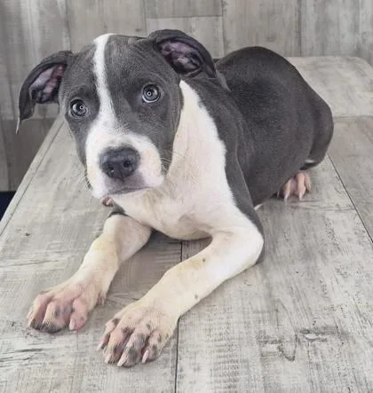 An adult small-sized female Terrier dog named Tasha for adoption in Shreveport, LA