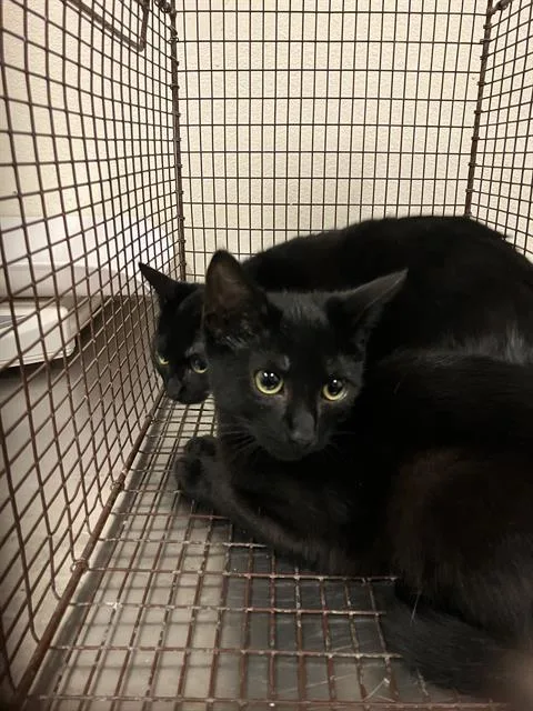 A baby medium-sized male Domestic Short Hair cat named Mickey for adoption in Long Beach, CA