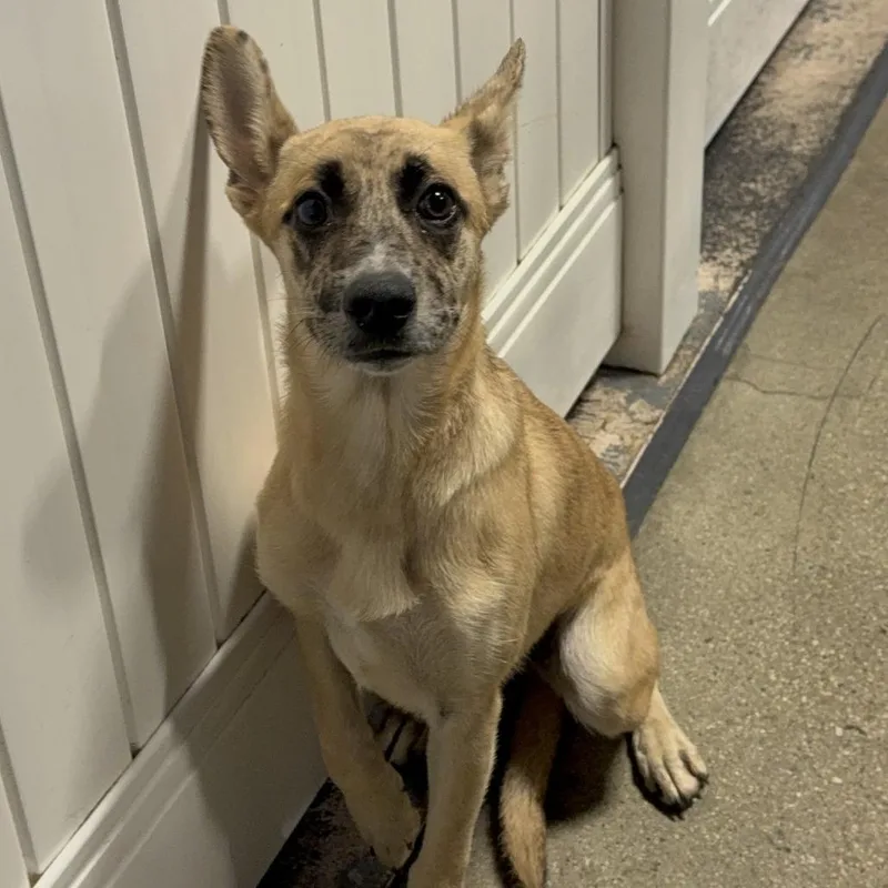 A baby small-sized female German Shepherd Dog dog named Meadow for adoption in LOXAHATCHEE, FL