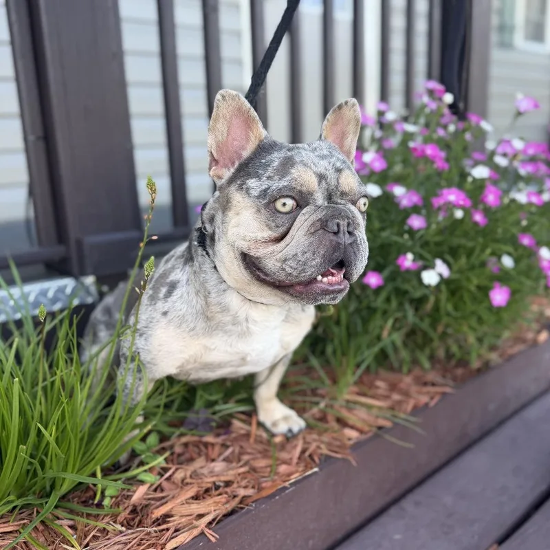 An adult medium-sized female Gray / Blue / Silver French Bulldog dog named Gwennie for adoption in Indiantown, FL