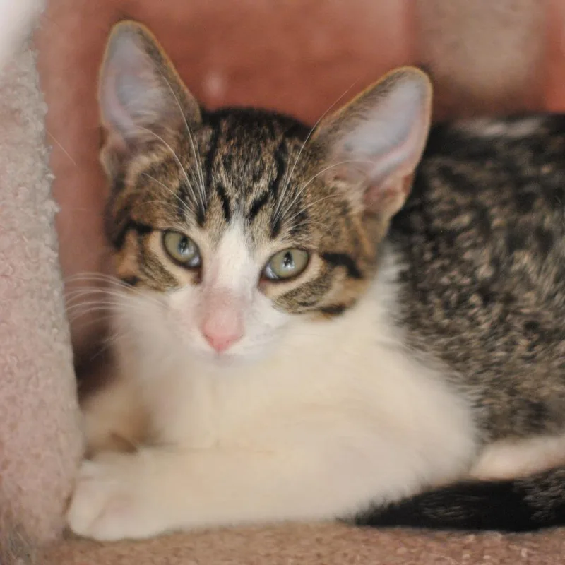 A baby small-sized female White Domestic Short Hair cat named June for adoption in Forest Park, IL