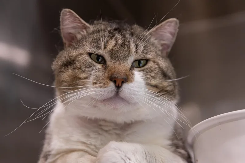 An adult medium-sized male Domestic Short Hair cat named Bruno Meows for adoption in Lincoln, CA