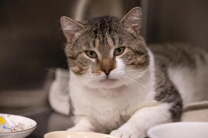 Bruno Meows thumbnail 2