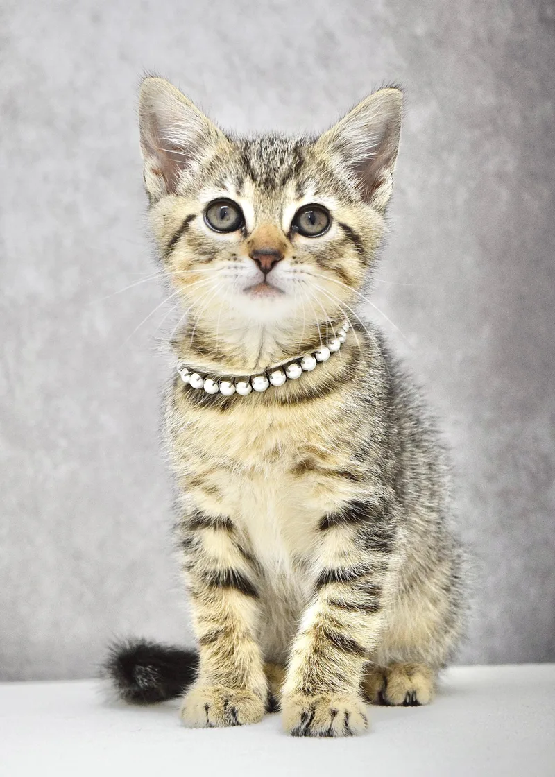 A baby medium-sized female Tabby (Brown / Chocolate) Domestic Short Hair cat named Tutu for adoption in Dublin, CA
