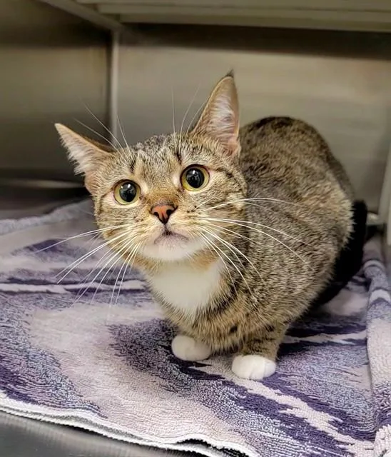 A young large-sized female Domestic Short Hair cat named Prada for adoption in Saint Peters, MO
