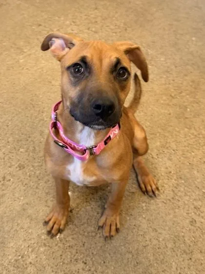 A baby medium-sized female Brown / Chocolate Pit Bull Terrier dog named Boo for adoption in Cleveland, OH
