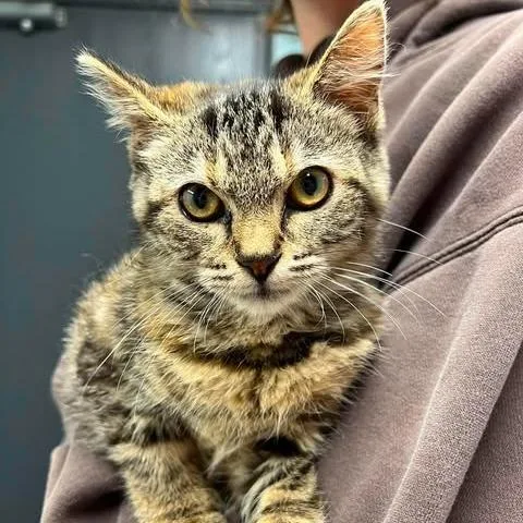 A baby small-sized female Brown / Chocolate Domestic Short Hair cat named Lup for adoption in Edwardsville, IL